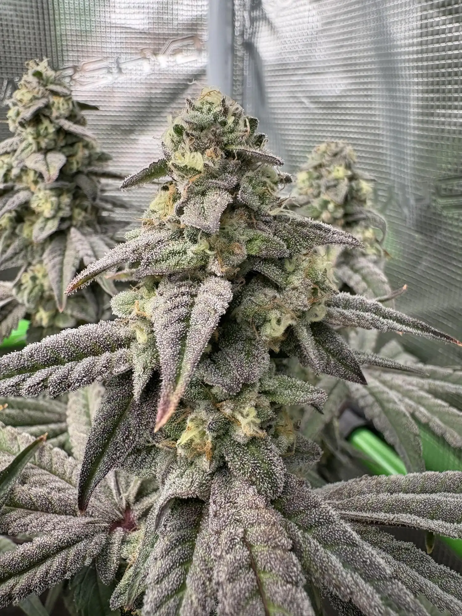 LIT Farms: grow diaries - GrowDiaries