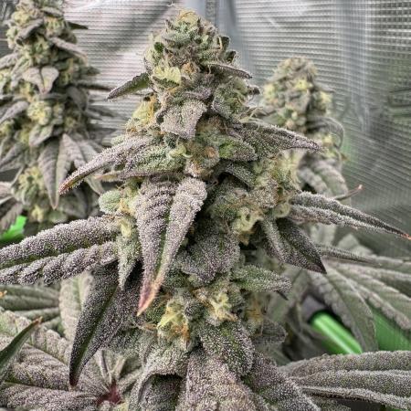 Bubble og