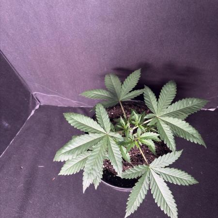 White Runtz