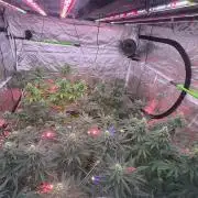 Tropicana cookies purple