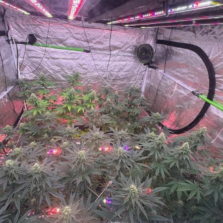Tropicana cookies purple