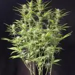 Gorilla cookies auto