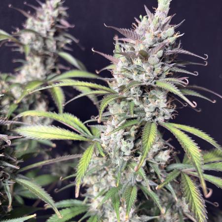 Strawberry gorilla auto