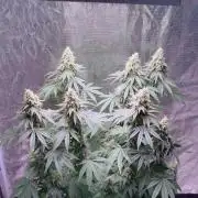 Phovivis OptiGrowx240 TropicanacookiesFF