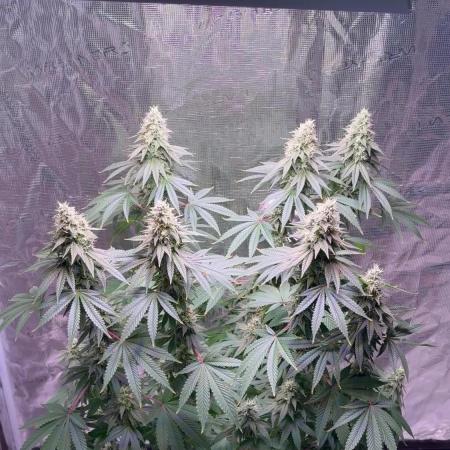 Phovivis OptiGrowx240 TropicanacookiesFF