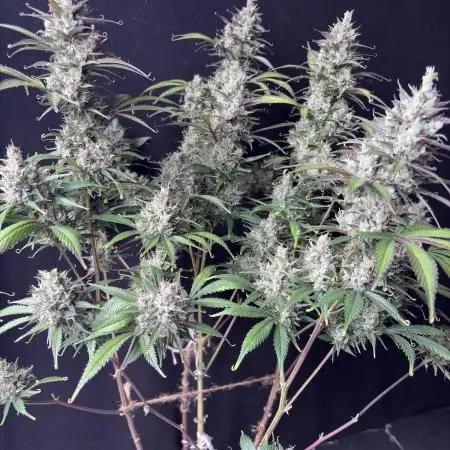 Strawberry gorilla auto