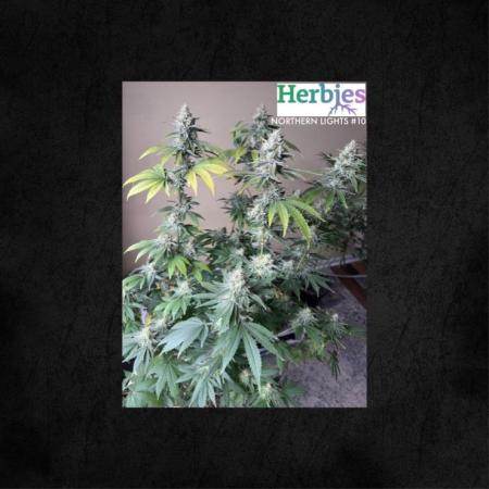 Northern lights 10