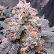 Legendary OG punch