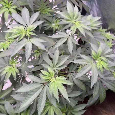 Straw-Lectric Lemonade