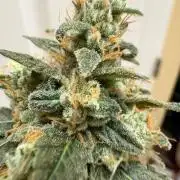 Dynamite diesel