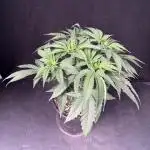 Gorilla runtz