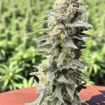 El dorado og