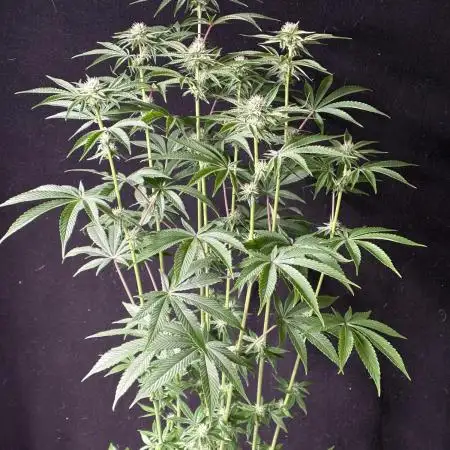 O g kush