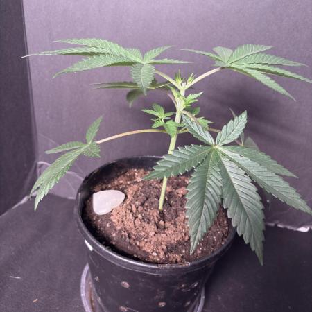El dorado og