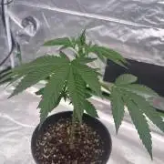 Tropicana cookies purple