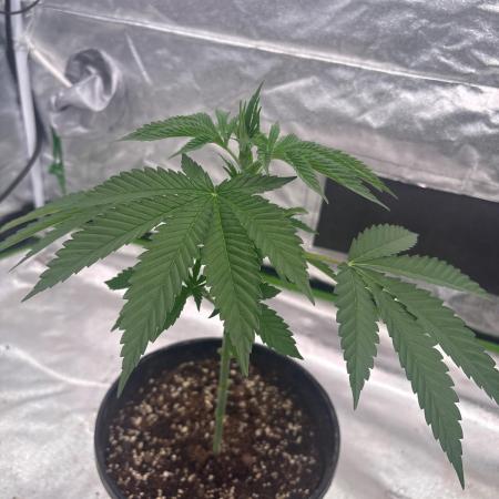 Tropicana cookies purple