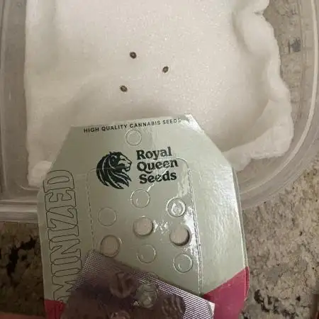 Wedding Gelato