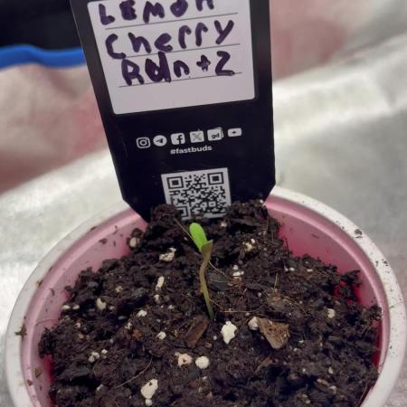 Lemon Cherry Runtz