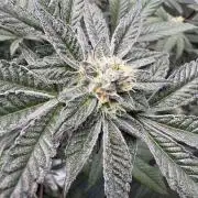 Straw-Lectric Lemonade