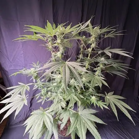 Gorilla runtz
