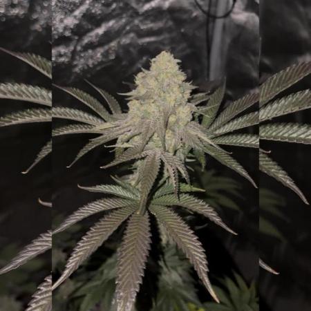 ELUFAH TEST Papayton