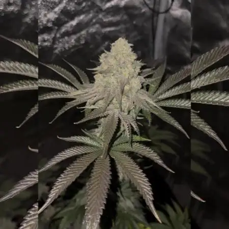 ELUFAH TEST Papayton