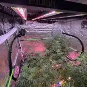 Straw-Lectric Lemonade