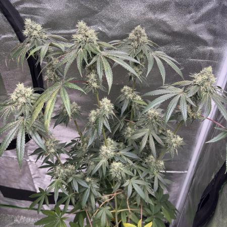 Black cherry gushers