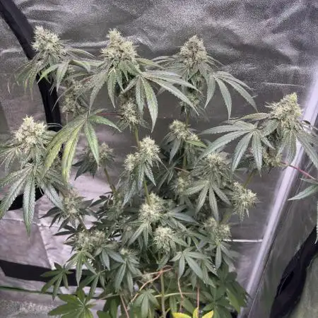 Black cherry gushers