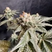 Za za og