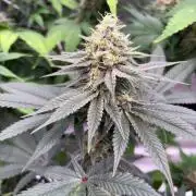 Grease monkey