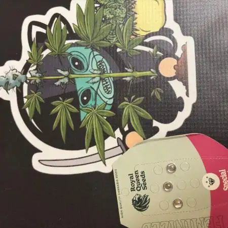 Special kush #1