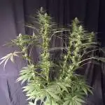 El dorado og