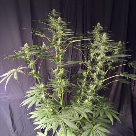 El dorado og
