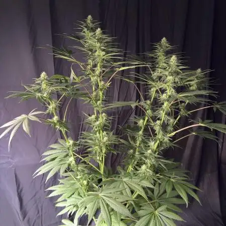 El dorado og
