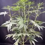 El dorado og