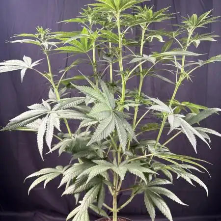El dorado og