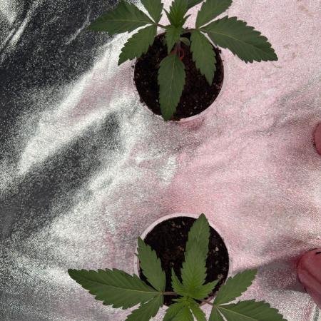 Straw-Lectric Lemonade