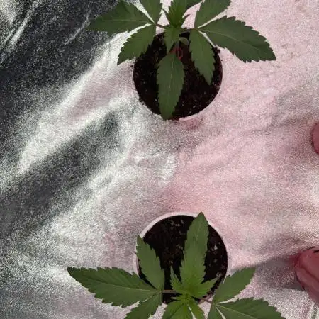 Straw-Lectric Lemonade