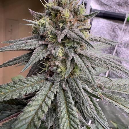 Gorilla cookies fast flower