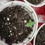 Truffle Jordan