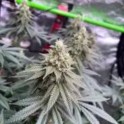 Dynamite diesel