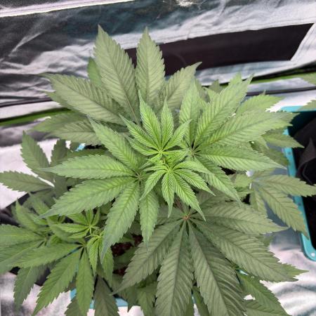 Straw-Lectric Lemonade