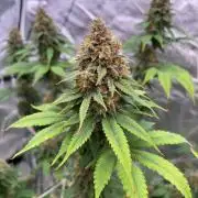 Tropicana cookies purple