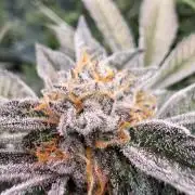 Straw-Lectric Lemonade