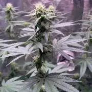 Phovivis OptiGrowx240 TropicanacookiesFF