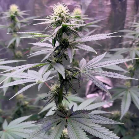 Phovivis OptiGrowx240 TropicanacookiesFF