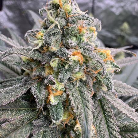 Legendary OG punch