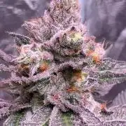 Purple oreoz F1