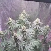 Phovivis OptiGrowx240 TropicanacookiesFF